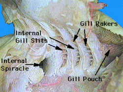 Dogfish gill rakers