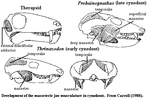 evolution of masseter