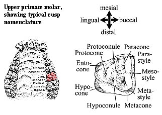 upper molar cusps