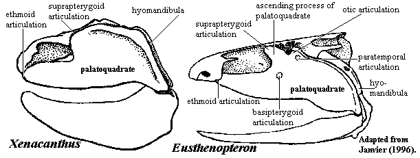 Paratemporal articulation.  Janvier (1996).