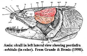 Amia skull with postinfraorbitals