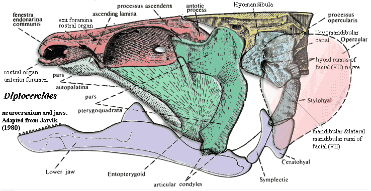 Pterygoid.  Jarvik (1980)