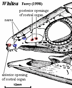 Whitea rostral organ foramina.  Forey (1998)