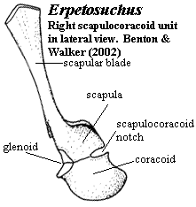 Erpetosuchus scapulocoracoid.  Benton & Walker (2002)