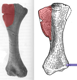 deltopectoral crests