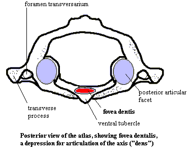 Fovea dentis