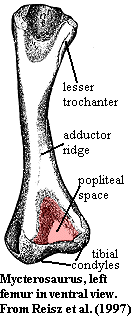 Mycterosaurus femur