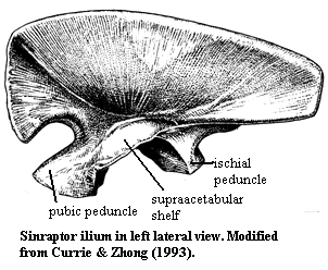 Sinraptor ilium