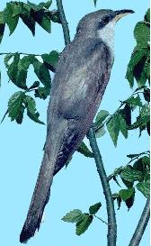 Yellow-billed Cuckoo