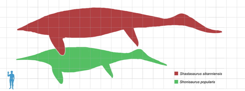 Giant shastasaurs