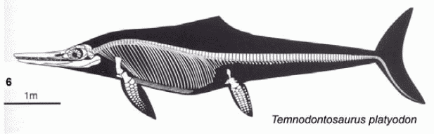 Temnodontosaurus platyodon