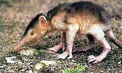 Solenodon