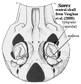 Sorex ventral skull