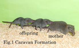 Caravan of house shrews