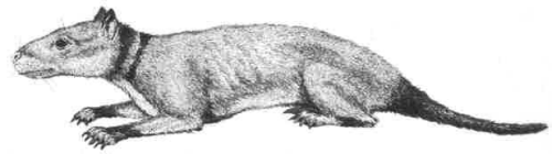 Hyopsodon