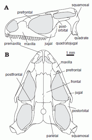 Sophineta cracoviensis