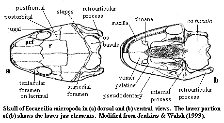 Eocaecilia