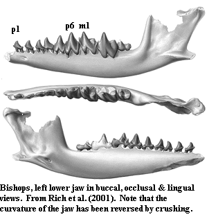 Bishops jaw