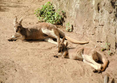 2 kangaroos