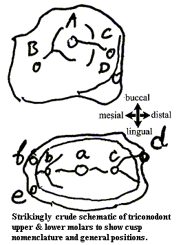 Triconodont cusp diagram