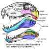 Dimetrodon