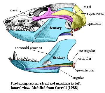 Probainognathus