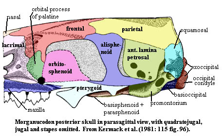 Morganucodon post skull parasagittal