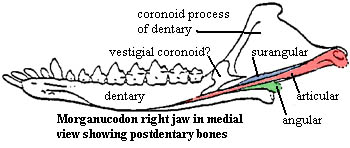 Morganucodon right mandible