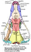 Morganucodon dorsal skull Kermack et al (1981)