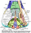 Morganucodon posterior skull in ventral view