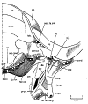 Moprgonucodont ear