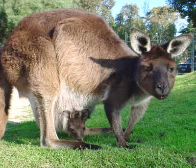 Kangaroo