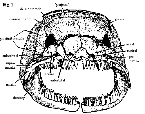 Amia skull in anterior view
