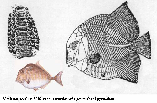 Pycnodont teeth, skeleton & life reconstruction