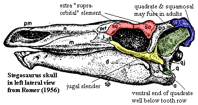 Syegosaurus skull