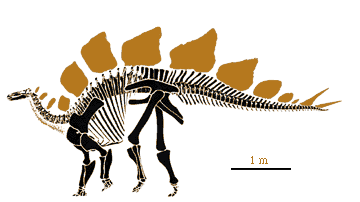 Stegosaurus skeleton