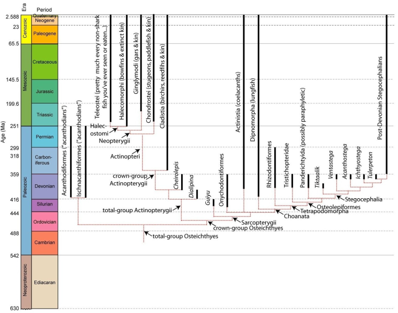 Teleostome phylogeny - diagram by Tom Holtz