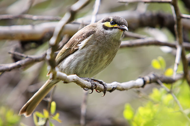 Yellow-faced Honeyeater