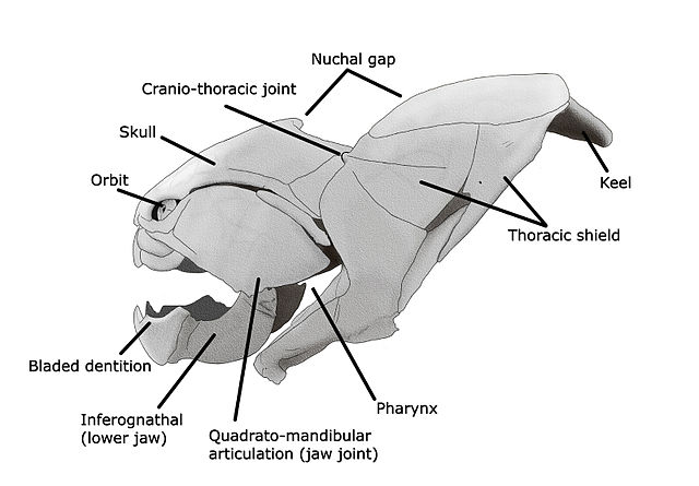 Dunkleosteus skull