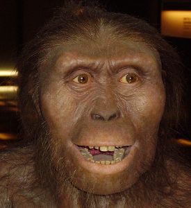 Australopithecus afarensis