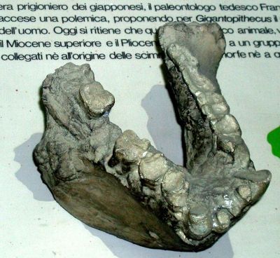 Gigantopithecus blacki