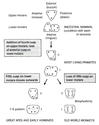 Evolution of "Y-5" molar pattern