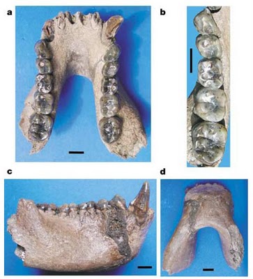 Khoratpithecus piriyai