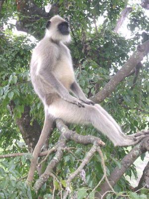 Alpha male Grey Langur at Mudumalai National Park