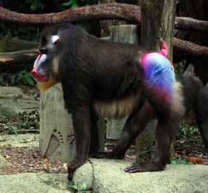 Mandrill at at Singapore Zoo