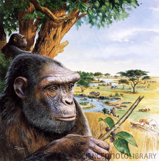 Sahelanthropus -  life reconstruction