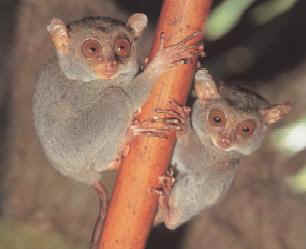 Tarsius syrichta