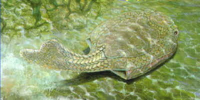 Drepanaspis