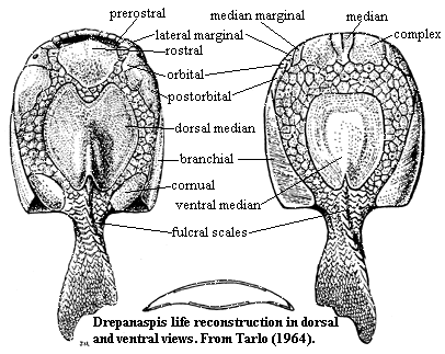 Drepanaspis plate nomenclature