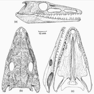 Chroniosaurus dongusensis